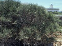 Ephedra fragilis