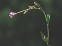 Epilobium alsinifolium 2, Saxifraga-Marijke Verhagen