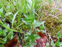 Epilobium alsinifolium 3, Saxifraga-Rutger Barendse