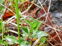 Epilobium alsinifolium 4, Saxifraga-Rutger Barendse