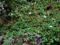 Epilobium anagallidifolium 3, Saxifraga-Willem van Kruijsbergen