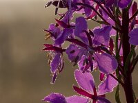 Epilobium angustifolium 23, Wilgenroosje, Saxifraga-Jan Nijendijk