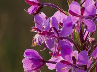 Epilobium angustifolium 24, Wilgenroosje, Saxifraga-Jan Nijendijk