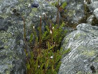 Epilobium hornemannii