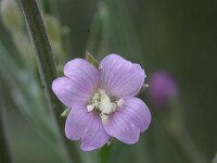 Epilobium lanceolatum