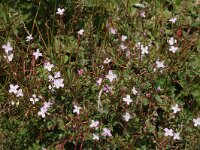 Epilobium montanum, Broad-leaved Willowherb