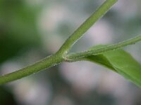 Epilobium montanum 4, Bergbasterdwederik, Saxifraga-Ab H Baas