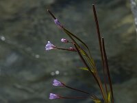 Epilobium palustre, Marsh Willowherb