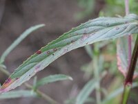 Epilobium tetragonum 10, Kantige basterdwederik, Saxifraga-Rutger Barendse