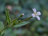 Epilobium tetragonum 2, Kantige basterdwederik, Saxifraga-Ab H Baas