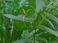 Epilobium tetragonum 4, Kantige basterdwederik, Saxifraga-Ab H Baas