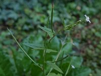 Epilobium tetragonum 5, Kantige basterdwederik, Saxifraga-Ab H Baas