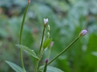 Epilobium tetragonum 6, Kantige basterdwederik, Saxifraga-Ab H Baas