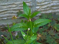 Epilobium tetragonum 8, Kantige basterdwederik, Saxifraga-Ab H Baas