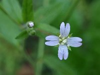 Epilobium tetragonum 9, Kantige basterdwederik, Saxifraga-Ab H Baas