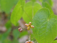 Epimedium alpinum