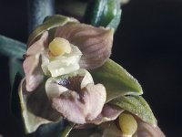 Epipactis helleborine ssp neerlandica 16, Duinwespenorchis, Saxifraga-Hans Dekker