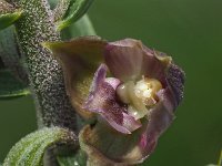 Epipactis helleborine ssp neerlandica 87, Duinwespenorchis, Saxifraga-Hans Dekker