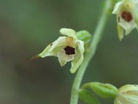 Epipactis muelleri 7, Geelgroene wespenorchis, Saxifraga-Jan van der Straaten