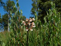 Epipactis palustris, Marsh Helleborine