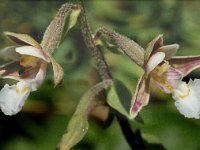 Epipactis palustris 12, Moeraswespenorchis, Saxifraga-Jan van der Straaten