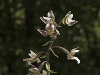 Epipactis palustris 26, Moeraswespenorchis, Saxifraga-Jan van der Straaten