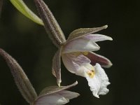 Epipactis palustris 4, Moeraswespenorchis, Saxifraga-Jan van der Straaten