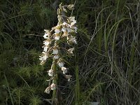 Epipactis palustris 10, Moeraswespenorchis, Saxifraga-Jan van der Straaten