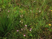 Epipactis palustris 104, Moeraswespenorchis, Saxifraga-Hans Boll