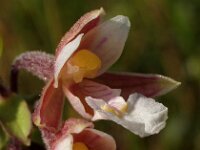 Epipactis palustris 11, Moeraswespenorchis, Saxifraga-Hans Dekker