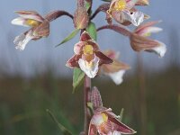 Epipactis palustris 15, Moeraswespenorchis, Saxifraga-Hans Dekker