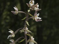 Epipactis palustris 19, Moeraswespenorchis, Saxifraga-Jan van der Straaten