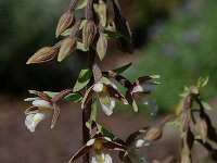 Epipactis palustris 25, Moeraswespenorchis, Saxifraga-Willem van Kruijsbergen