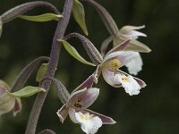 Epipactis palustris 27, Moeraswespenorchis, Saxifraga-Jan van der Straaten
