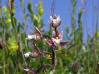 Epipactis palustris 3, Moeraswespenorchis, Saxifraga-Hans Dekker