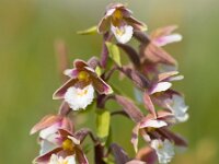 Flowers of wild orchid  Wild orchid (Epipactis palustris) in natural dune habitat : Epipactis, Epipactis palustris, Netherlands, closeup, dune, environment, europe, european, field, flora, flower, grass, grassland, habitat, hardy, holland, macro, marsh, natural, nature, orchid, orchidaceae, pink, plant, portrait, red, sand, schiermonnikoog, slack, spring, summer, vertical, wild, wildflower, wildlife