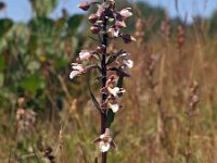 Epipactis palustris 31, Moeraswespenorchis, Saxifraga-Hans Dekker