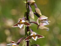 Epipactis palustris 32, Moeraswespenorchis, Saxifraga-Hans Dekker
