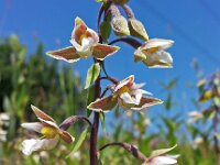 Epipactis palustris 34, Moeraswespenorchis, Saxifraga-Hans Dekker