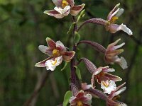 Epipactis palustris 35, Moeraswespenorchis, Saxifraga-Hans Dekker