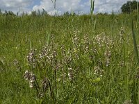 Epipactis palustris 43, Moeraswespenorchis, Saxifraga-Willem van Kruijsbergen