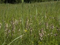 Epipactis palustris 46, Moeraswespenorchis, Saxifraga-Willem van Kruijsbergen
