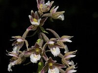 Epipactis palustris 47, Moeraswespenorchis, Saxifraga-Willem van Kruijsbergen