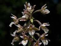 Epipactis palustris 48, Moeraswespenorchis, Saxifraga-Willem van Kruijsbergen