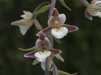 Epipactis palustris 5, Moeraswespenorchis, Saxifraga-Jan van der Straaten