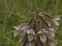 Epipactis palustris 50, Moeraswespenorchis, Saxifraga-Jan van der Straaten