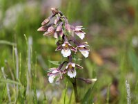 Epipactis palustris 53, Moeraswespenorchis, Saxifraga-Bart Vastenhouw