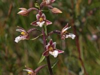 Epipactis palustris 54, Moeraswespenorchis, Saxifraga-Hans Dekker