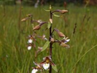 Epipactis palustris 55, Moeraswespenorchis, Saxifraga-Hans Dekker