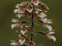 Epipactis palustris 56, Moeraswespenorchis, Saxifraga-Bas Klaver